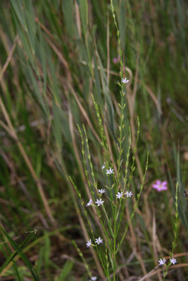 Lythrum lineare- Wand Loosestrife