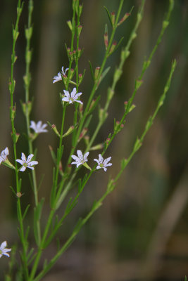 Lythrum lineare- Wand Loosestrife
