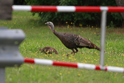 Wild Turkeys