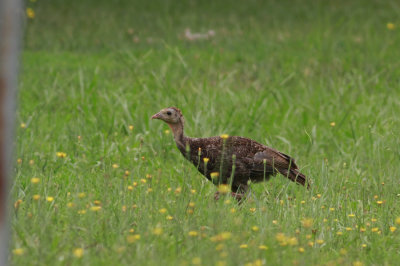 Wild Turkey