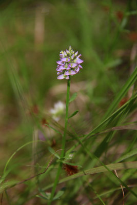 Polygala brevifolia- Short-leaved Milkwort