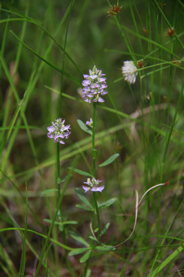 Polygala brevifolia- Short-leaved Milkwort