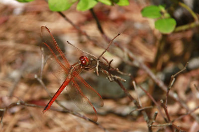 Needham's Skimmer
