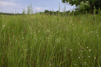 Lythrum lineare along Nacote Creek