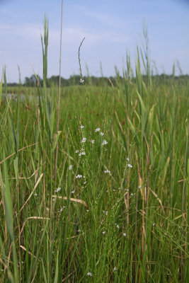 Lythrum lineare along Nacote Creek