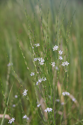 Lythrum lineare along Nacote Creek