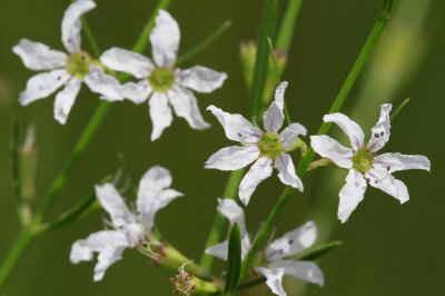 Lythrum lineare- Wand Loosestrife