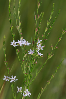 Lythrum lineare- Wand Loosestrife