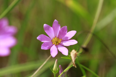 Sabatia dodecandra- Marsh Rose Gentian