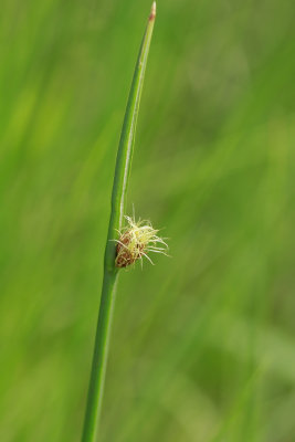 _MG_5847.jpg