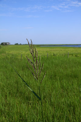 Spartina cynosuroides- Giant Cordgrass