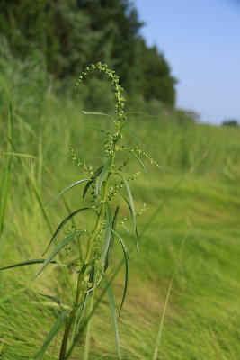 Amaranthus cannabinus- Tidal Marsh Amaranth