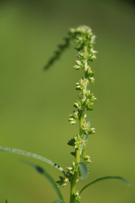 Amaranthus cannabinus- Tidal Marsh Amaranth
