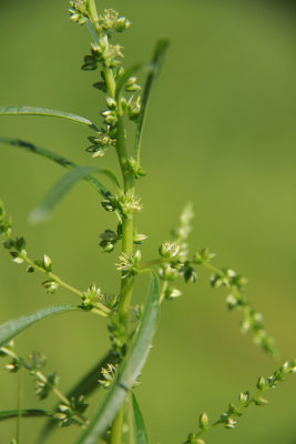 Amaranthus cannabinus- Tidal Marsh Amaranth