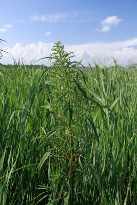 Amaranthus cannabinus- Tidal Marsh Amaranth