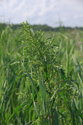 Amaranthus cannabinus- Tidal Marsh Amaranth