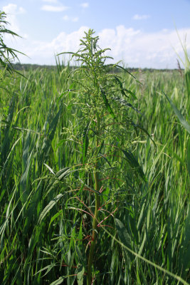 Amaranthus cannabinus- Tidal Marsh Amaranth