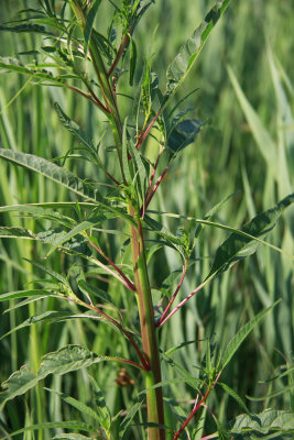 Amaranthus cannabinus- Tidal Marsh Amaranth