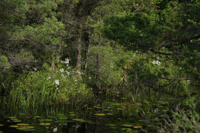 Sabatia difformis- Lance-leaved Rose Gentian