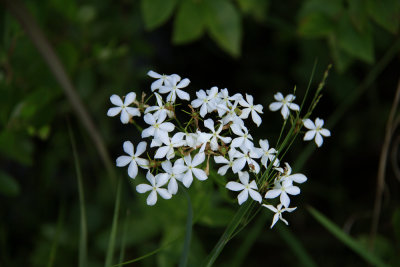 Sabatia difformis- Lance-leaved Rose Gentian