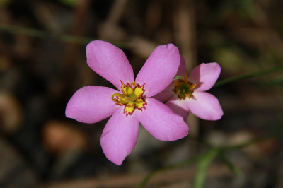 Sabatia stellaris- Salt Marsh Pink