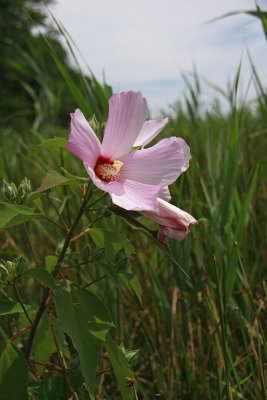 Hibiscus mocheutos- Swamp Rose Mallow