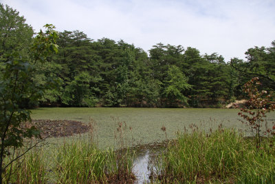 Brasenia schreberi (Water Shield) and Nymphaea odorata (White Waterlily)