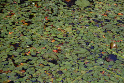 Brasenia schreberi (Water Shield) and Nymphaea odorata (White Waterlily)