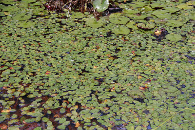 Brasenia schreberi (Water Shield) and Nymphaea odorata (White Waterlily)