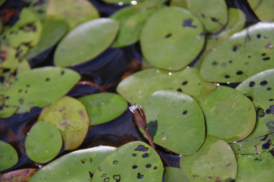 Brasenia schreberi (Water Shield) and Nymphaea odorata (White Waterlily)