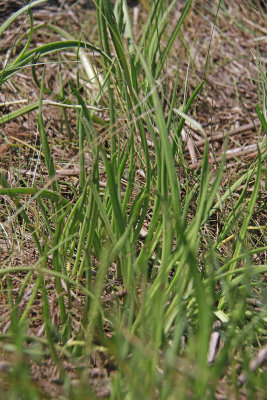 Plantago maritima L. var. juncoides- Seaside Plantain