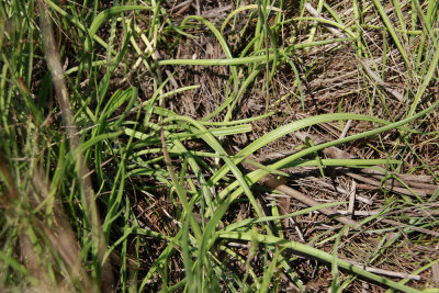 Plantago maritima L. var. juncoides- Seaside Plantain