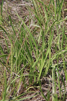 Plantago maritima L. var. juncoides- Seaside Plantain