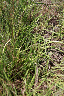 Plantago maritima L. var. juncoides- Seaside Plantain