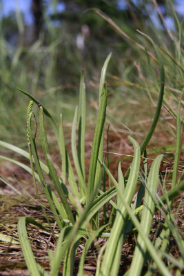 Plantago maritima L. var. juncoides- Seaside Plantain