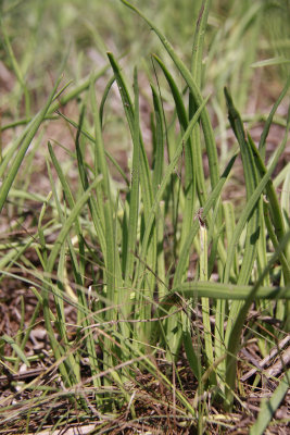 Plantago maritima L. var. juncoides- Seaside Plantain