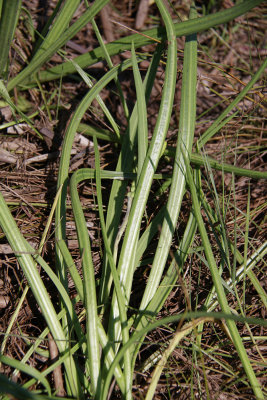 Plantago maritima L. var. juncoides- Seaside Plantain