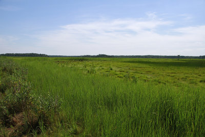 Salt Marsh