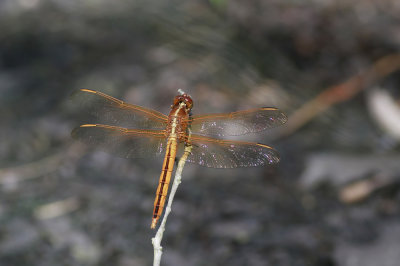 Needham's Skimmer