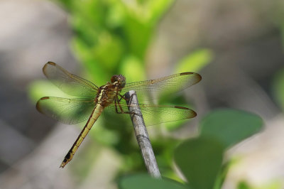 Needham's Skimmer