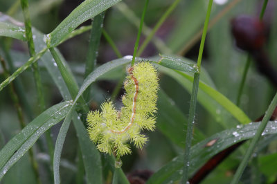 IO Moth caterpillar