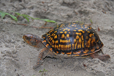 Seaside Box Turtle!