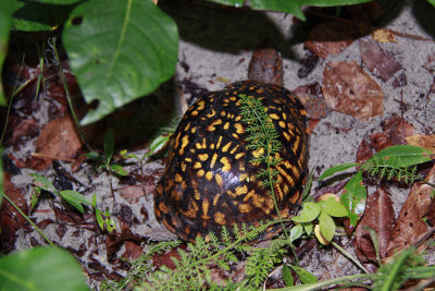 Seaside Box Turtle!