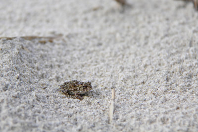 Fowler's Toad ON the beach!
