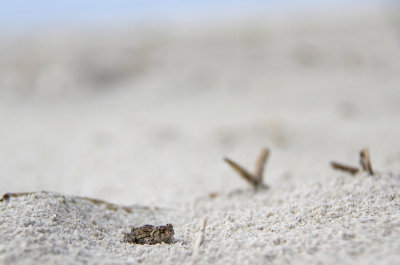 Fowler's Toad ON the beach!