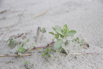 Atriplex cristata- Crested Saltbush 