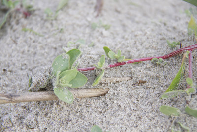 Atriplex cristata- Crested Saltbush