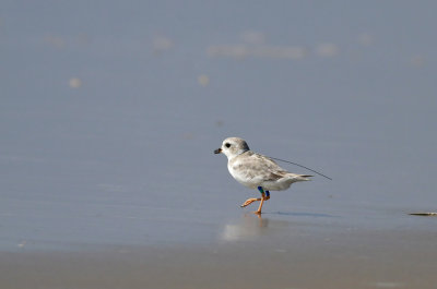 Radio-tracked Piping Plover