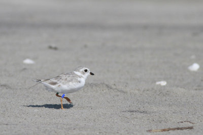 Radio-tracked Piping Plover