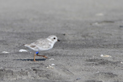 Radio-tracked Piping Plover